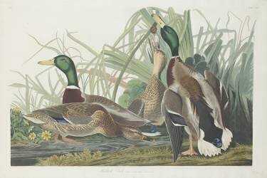 Canard colvert (John James Audubon) - Muzeo.com