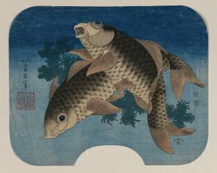 Carpes nageant près des herbes aquatiques (Hokusai) - Muzeo.com