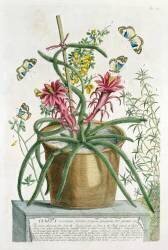 Cereus Minimus (Georg Dionysius Ehret) - Muzeo.com
