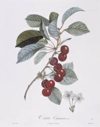 Cerisier (Pierre Jean Francois Turpin) - Muzeo.com