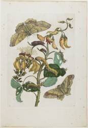 Chenilles (Maria Sibylla Graff Merian) - Muzeo.com