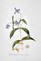 Clematis : Integrafolia (Georg Dionysius Ehret) - Muzeo.com