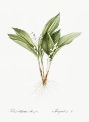 Convallaria majalis (Pierre Joseph Redouté) - Muzeo.com