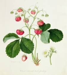 Coqs de bruyère de Wilmot - Fraise écarlate (William Hooker) - Muzeo.com