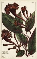 Cornucopian shrub (Dupin) - Muzeo.com