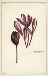 Crocus d'automne (Dupin) - Muzeo.com