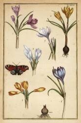 Crocus de printemps (Daniel Rabel) - Muzeo.com