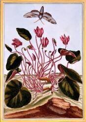 Cyclamen (Pierre-Joseph Buchoz) - Muzeo.com