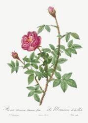 De la Fleche rose (Pierre Joseph Redouté) - Muzeo.com