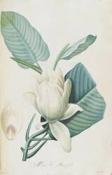 Description des plantes rares que l'on cultive à Navarre et à Malmaison (Pierre Joseph Redouté) - Muzeo.com