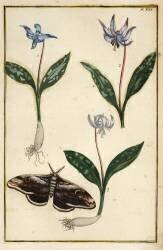 Dog's-tooth-violet (Daniel Rabel) - Muzeo.com