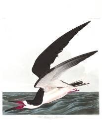 Écumoire noire ou puffin (John James Audubon) - Muzeo.com