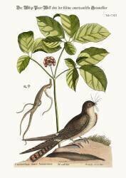Engoulevent bois-pourri (Mark Catesby) - Muzeo.com