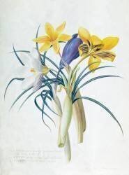 Étude de quatre espèces de crocus (Georg Dionysius Ehret) - Muzeo.com