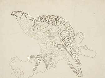 Faucon sur une branche (Hokusai) - Muzeo.com
