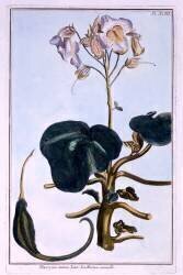 Fleur de proboscis (Pierre-Joseph Buchoz) - Muzeo.com