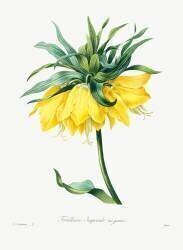 Fritillaire (Pierre Joseph Redouté) - Muzeo.com