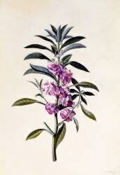 Garden Balsam (Georg Dionysius Ehret) - Muzeo.com