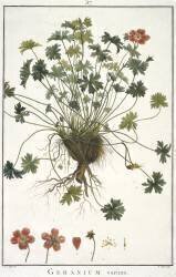 Geranium varium (Hubert Robert) - Muzeo.com