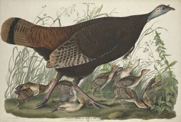 Great American Hen and Young (John James Audubon) - Muzeo.com