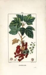 Groseiller (Pierre Jean Francois Turpin) - Muzeo.com