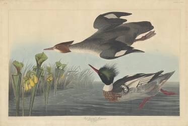 Harle huppé (John James Audubon) - Muzeo.com