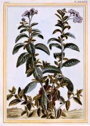 Heliotrope (Pierre-Joseph Buchoz) - Muzeo.com