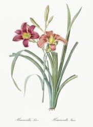 Hemerocallis Fulva (Pierre Joseph Redouté) - Muzeo.com