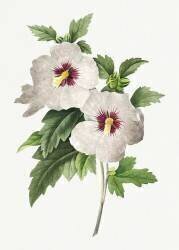 Hibiscus syriacus (Pierre Joseph Redouté) - Muzeo.com
