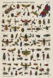 Histoire naturelle : insectes (anonyme) - Muzeo.com
