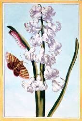 Hyacinthe (Pierre-Joseph Buchoz) - Muzeo.com
