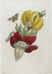 Inflorescence de la banane (Maria Sibylla Graff Merian) - Muzeo.com