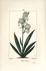 Iris de Florence (Pierre Jean Francois Turpin) - Muzeo.com