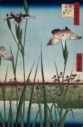 Iris à Horikiri (Hiroshige) - Muzeo.com