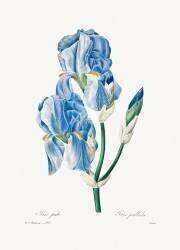 Iris Pallida (Pierre Joseph Redouté) - Muzeo.com