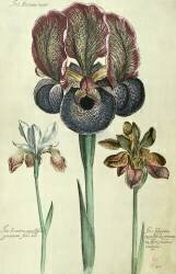 Iris susiana major et Iris bisantina angustifolia (Georg Dionysius Ehret) - Muzeo.com