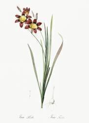 Ixia Tricolor (Pierre Joseph Redouté) - Muzeo.com