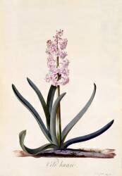 Jacinthe Coq des champs (Georg Dionysius Ehret) - Muzeo.com