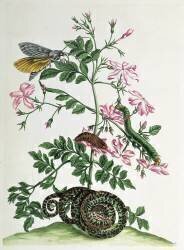 Jasmin : avec le serpent (Maria Sibylla Graff Merian) - Muzeo.com