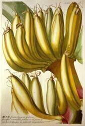 Jeunes bananes (Georg Dionysius Ehret) - Muzeo.com