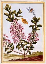 Kalmia augustifolia (Pierre-Joseph Buchoz) - Muzeo.com