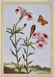 La Fleur Tachetée des Incas (Pierre-Joseph Buchoz) - Muzeo.com