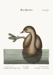 La Foulque à bec varié (Mark Catesby) - Muzeo.com