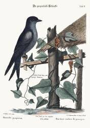 La Martin violette (Mark Catesby) - Muzeo.com