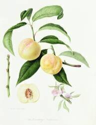 La Nectarine de Conudray (William Hooker) - Muzeo.com