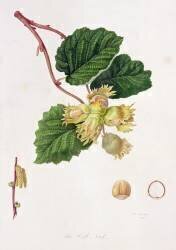 La noix de cob (William Hooker) - Muzeo.com