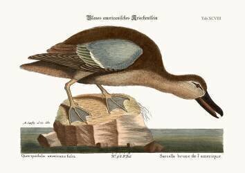 La sarcelle à ailes bleues (Mark Catesby) - Muzeo.com