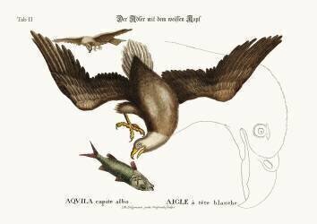 L'aigle à tête blanche (Mark Catesby) - Muzeo.com