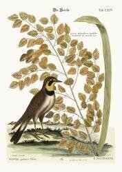 L'alouette (Mark Catesby) - Muzeo.com