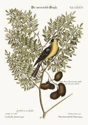 Le chardonneret américain (Mark Catesby) - Muzeo.com